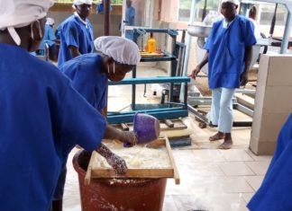 LE PRÉSIDENT DU CONSEIL RÉGIONAL DU CENTRE REND VISITE AUX TRANSFORMATRICES DE MANIOC A PABRE.